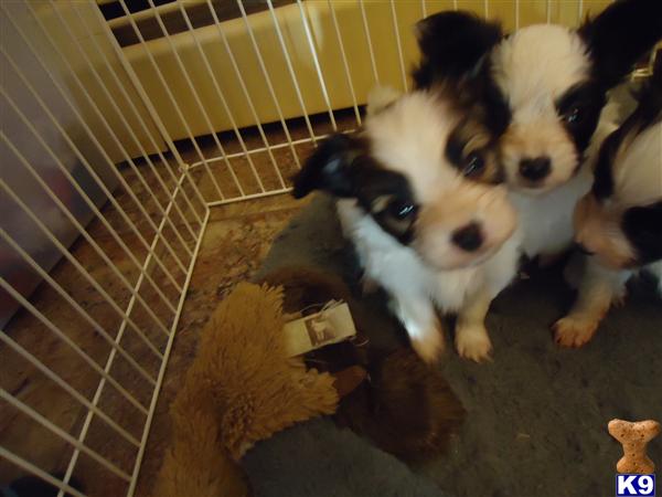 Puppies in NH